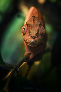 Chameleon, Madagascar - Free image #488581