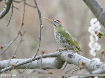 Scaly-bellied Woodpecker (Picus squamatus) - Kostenloses image #488591