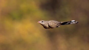 A Sirkeer Malkoha in a dive - image #488641 gratis