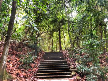 Bukit Batok Nature Reserve - бесплатный image #488781