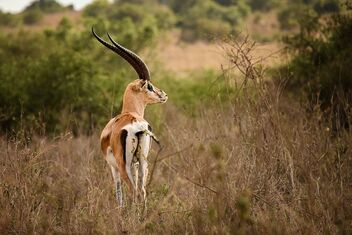 Impala, Kenya - image gratuit #488851 