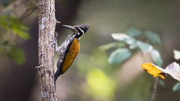 A Greater Flameback Woodpecker in action - image #488941 gratis