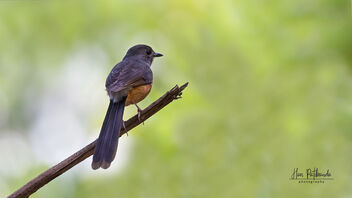 A White Rumped Shama taking a break in the hot sun - Kostenloses image #488961