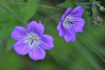 Purple meadow flower - image #489051 gratis