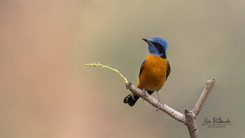 A Blue Capped Rock Thrush on a lovely perch! - Free image #489131