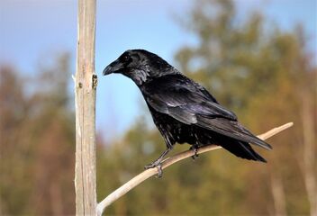 Raven - image #489301 gratis