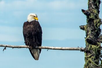 Bald Eagle on Spencer Butte - image #489671 gratis