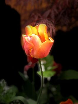 Thursday flowers Tulips - image #490081 gratis