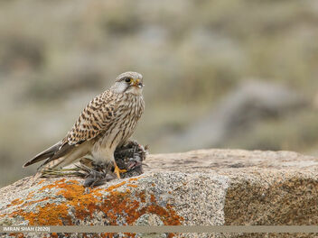 Common Kestrel (Falco tinnunculus) - image gratuit #490391 