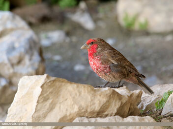 Red-fronted Rosefinch (Carpodacus puniceus) - бесплатный image #490501