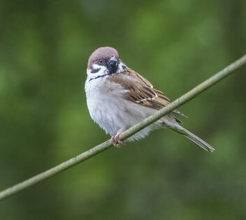 Tree Sparrow (Passer montanus) - бесплатный image #490551