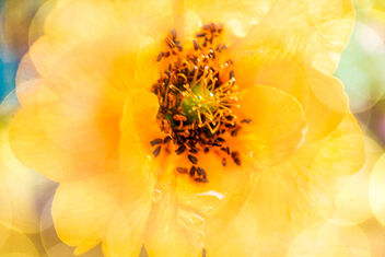 Yellow Geum - бесплатный image #490731
