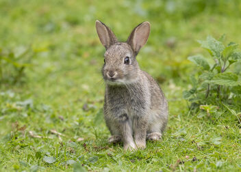 Baby Rabbit - image gratuit #490761 