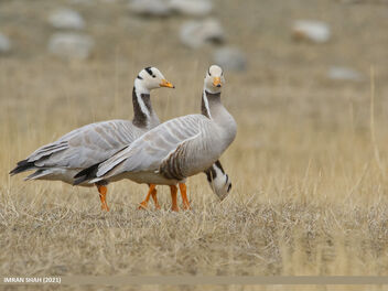 Bar-headed Goose (Anser indicus) - Free image #490771