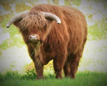 Cattle of the Western Highlands - image #490801 gratis