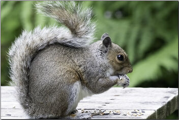 Squirrle - Free image #490901