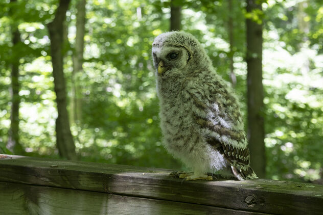 Baby barred owl on the bridge rail - image #491221 gratis