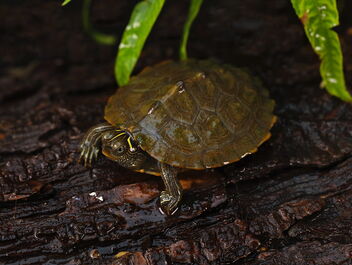 False Map Turtle (Graptemys pseudogeographica) - image gratuit #491301 