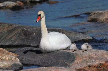 Mute swans on the rock - image #491451 gratis