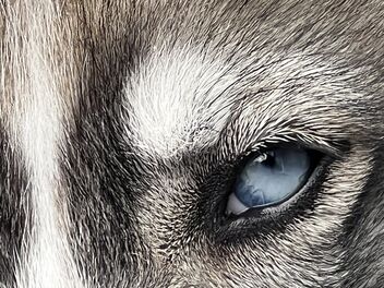 Husky puppy - 10 weeks - image gratuit #491961 
