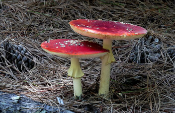Fly agaric. - image #492011 gratis