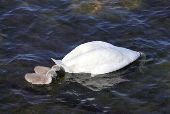 Swan and puppies - image gratuit #492031 