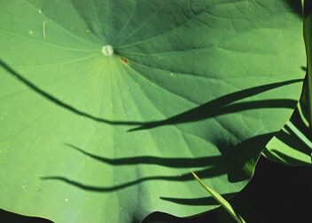 Lines and Lotus Leaf - image gratuit #492111 