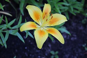 Dops on the lily - image gratuit #492251 