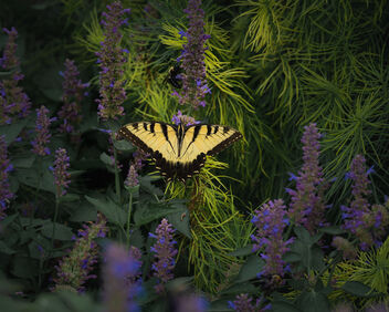 Pretty Butterfly - Kostenloses image #492431
