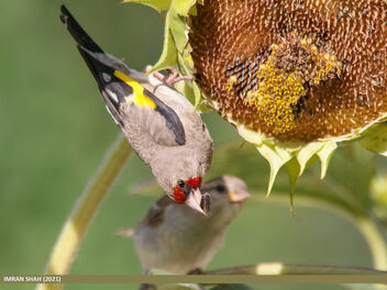 European Goldfinch (Carduelis carduelis) - image gratuit #492681 