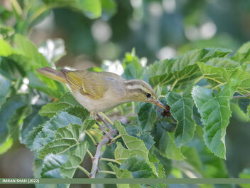 Western Crowned Warbler (Phylloscopus occipitalis) - Free image #492921