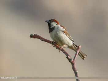 House Sparrow (Passer domesticus) - image gratuit #493001 