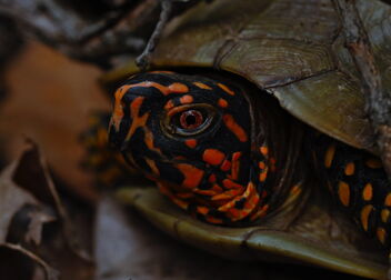 Three-Toed Box Turtle (Terrapene triunguis) - бесплатный image #493081