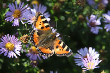Beautiful nettle butterfly - image gratuit #493161 