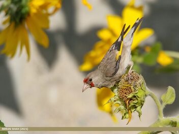 European Goldfinch (Carduelis carduelis) - image gratuit #493271 