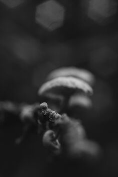 [Tiny Fungi 7] - Kostenloses image #493791