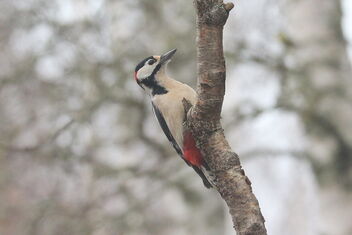 Woodpecker - Kostenloses image #494331