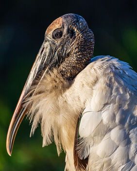 Wood Stork - Everglades National Park - Free image #494521