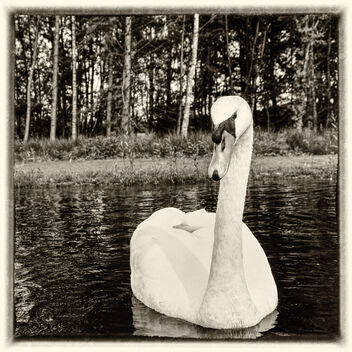 Lonely Swan - image #494941 gratis