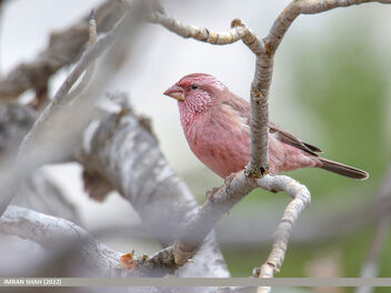 Red-Mantled Rosefinch (Carpodacus rhodochlamys) - image gratuit #494991 