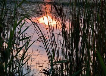 Reeds and Reflection - Free image #495171