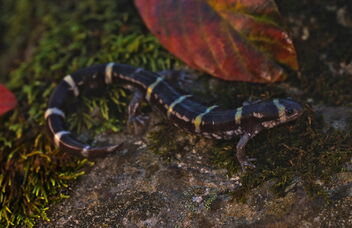 Ringed Salamander (Ambystoma annulatum) - Kostenloses image #495211