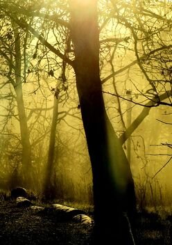 Light in the Woods - бесплатный image #495541