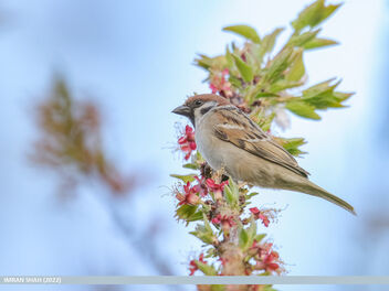 Eurasian Tree Sparrow (Passer montanus) - image gratuit #495831 