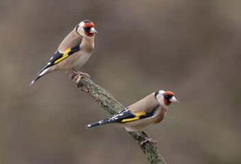 Goldfinches - Carduelis carduelis - image gratuit #496001 
