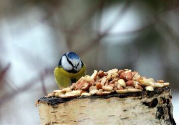 A Blue tit at the dining table - image gratuit #496191 
