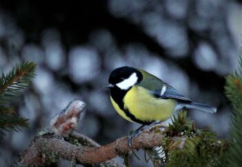 Great tit on the branch - image gratuit #496241 