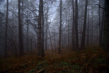 Mystery forest - image #497031 gratis