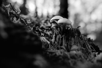 [Cluster of Fungi 2] - Kostenloses image #497111