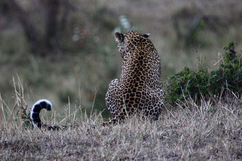 Leopard spots oh my! - бесплатный image #497441